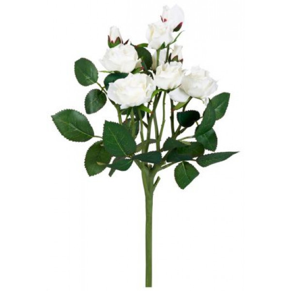 Роза бело/роз.